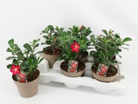 Kambarinis augalas, tinūtras paprastasis, vazonėlio skersmuo 14 cm.