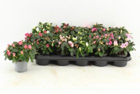 Kambarinis augalas, azalija, vazonėlio skersmuo 9 cm.