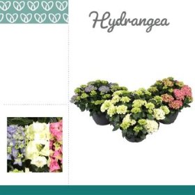 Dekoratyvinis krūmas, hortenzija didžialapė, vazono skersmuo 30 cm.