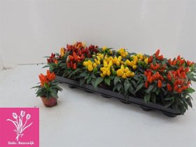 Vienmetė gėlė, dekoratyvinė paprika, vazonėlio skersmuo 7 cm.