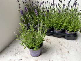 Daugiametė gėlė, levanda "Blue Scent", vazono skersmuo 12 cm.