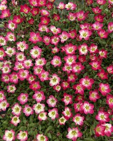 Alpinariumo augalas, uolaskėlė Arenso, įvairios, vazonas 1 l.