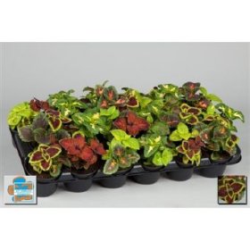 Vienmetė gėlė, margenis, vazonėlio skersmuo 9 cm.