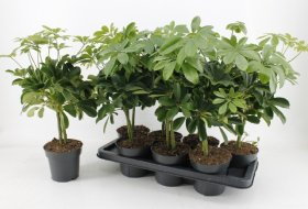 Kambarinis augalas, nėrūnė "Nora", vazono skersmuo 14 cm