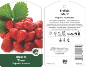 Braškės sodinukas "Mera", vazonėlis 3 l.