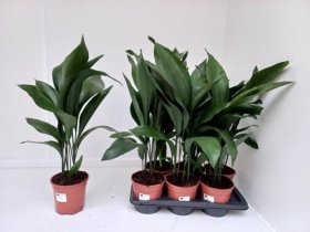 Kambarinis augalas, aspidistra, vazono skersmuo 17 cm.