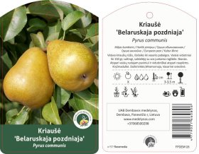 Vaismedis, kriaušė "Belaruskaja Pozdnaja"