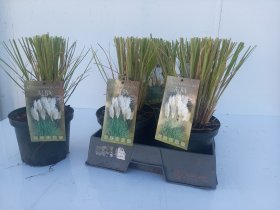 Žolinis augalas, kortaderija "Selloana", vazonėlio skersmuo 19 cm.