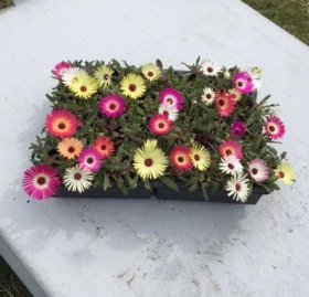 Alpinariumo augalas, saulutinė daratėlė, nedidelis vazonėlis