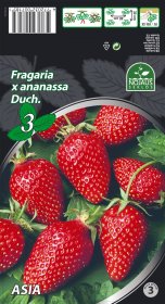 Braškių daigai (frigo) Asia, 3 vnt. pakuotėje