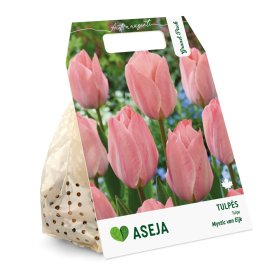 Darvino hibridinių tulpių Mystic Van Eijk svogūnėliai ASEJA Grand Pack, 15 vnt., 10/11, 504412, (R)