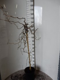 Dekoratyvinis krūmas, lazdynas "Red Majestic", ant stiebo, vazonėlio skersmuo 28 cm.