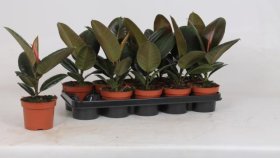 Kambarinis augalas, fikusas "El Robusta", vazonėlio skersmuo 12 cm.