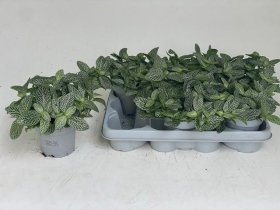 Kambarinis augalas, fitonija, vazonėlio skersmuo 11 cm.