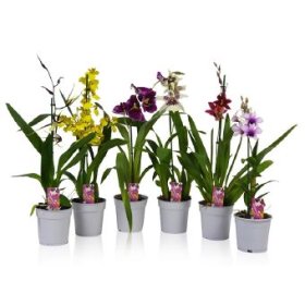 Kambarinis augalas, orchidėja (Phalaenopsis), 1 šaka, vazonėlio skersmuo 12 cm.