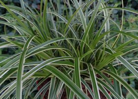 Žolinis augalas, viksva "Ice Dance", vazonėlio skersmuo 17 cm.