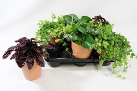 Kambarinis augalas, lapiniai augalai (įvairūs), keraminiame vazonėlyje, vazonėlio skersmuo 12 cm.