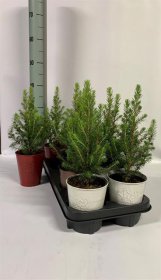 Spygliuotis, eglė paprastoji "Conica", metaliniame vazonėlyje, skersmuo 11 cm.