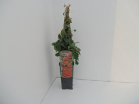 Vijoklinis augalas, vinvytis, vazonas 2 l