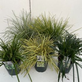 Žolinis augalas, viksva, įvairios, vazonėlio skersmuo 23 cm.