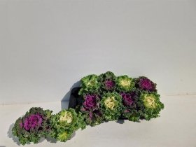 Vienmetė gėlė, dekoratyvinis kopūstas, vazonėlio skersmuo 9 cm.