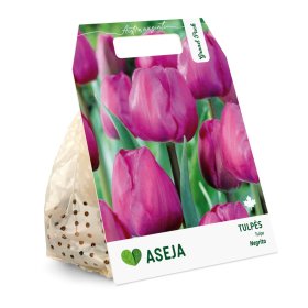 Triumfo tulpių Negrita svogūnėliai ASEJA Grand Pack, 15 vnt., 10/11, 504382, (R)