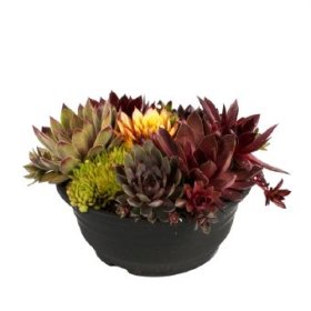 Alpinariumo augalas, perkūnropės kompozicija, vazono skersmuo 21 cm.