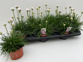 Alpinariumo augalas, gvaizdė pajūrinė, vazono skersmuo 11 cm.