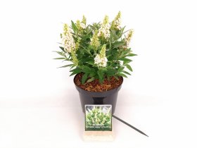 Dekoratyvinis krūmas, budlėja Davido "Butterfly Candy Little White", vazonas 3 l.