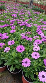 Vienmetė gėlė, kaulasėklis, vazonėlio skersmuo 12 cm.