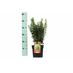 Dekoratyvinis krūmas, raugeriškis "Powwow", vazono skersmuo 17 cm.