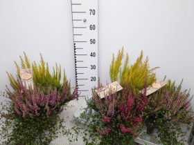 Vienmetė gėlė, viržis (kompozicija), vazonėlio skersmuo 20 cm.