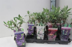 Dekoratyvinis krūmas, budlėja, įvairi, vazonėlio skersmuo 14 cm.