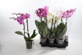 Kambarinis augalas, orchidėja "Phal Gem", 2 šakos, vazonėlio skersmuo 12 cm.