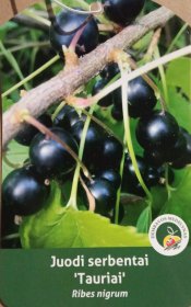 Vaiskrūmis, serbentas juodasis "Tauriai"