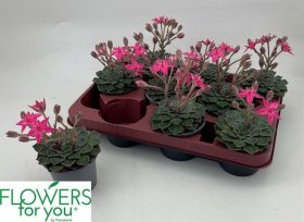 Kambarinis augalas, riebūnis, vazonėlio skersmuo 9 cm.