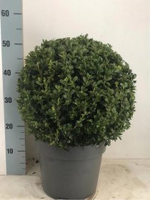 Dekoratyvinis krūmas, buksmedis, rutulio formos, vazono skersmuo 26 cm.