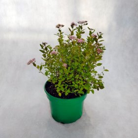 Dekoratyvinis krūmas, lanksva japoninė "Little Princess", vazonėlio skersmuo 20 cm.