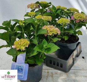 Dekoratyvinis krūmas, hortenzija "Bela Blouw", vazonėlio skersmuo 23 cm.