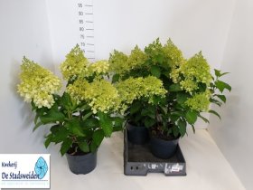 Dekoratyvinis krūmas, hortenzija "Pin Prom", vazonėlio skersmuo 23 cm.