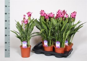 Kambarinis augalas, ciberžolė, vazonėlio skersmuo 17 cm.