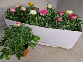 Kambarinis augalas, vėdrynas, vazonėlio skersmuo 11 cm.