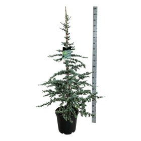 Spygliuotis, kedras libano "Glauca", aukštis 150-175 cm., vazonas 25 l.