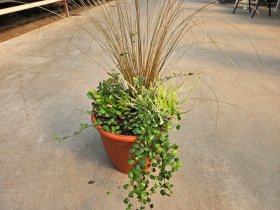 Vienmetė gėlė, rudeninių gėlių kompozicija PDB, vazonėlio skersmuo 32 cm.