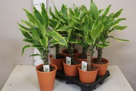 Kambarinis augalas, dracena "Gold Coast", vazonėlio skersmuo 12 cm.