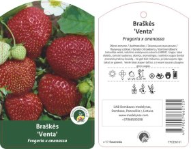Braškės sodinukas "Venta", vazonėlis 3 l.