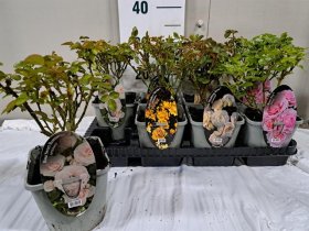 Daugiametė gėlė, rožė, įvairios, vazonėlio skersmuo 14 cm.