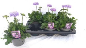 Daugiametė gėlė, žvaigždūnė, vazono skersmuo 15 cm.