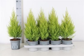 Kambarinis augalas, kiparisas "Wilma", vazonėlio skersmuo 13 cm.