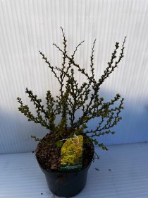 Dekoratyvinis krūmas, raugerškis tunbergo "Sensation", vazonas 2 l.